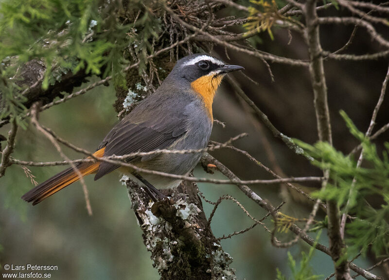 Cape Robin-Chat