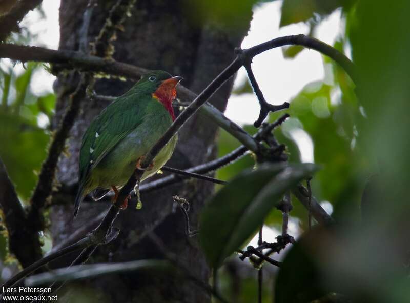 Cotinga à gorge rouge mâle adulte, identification