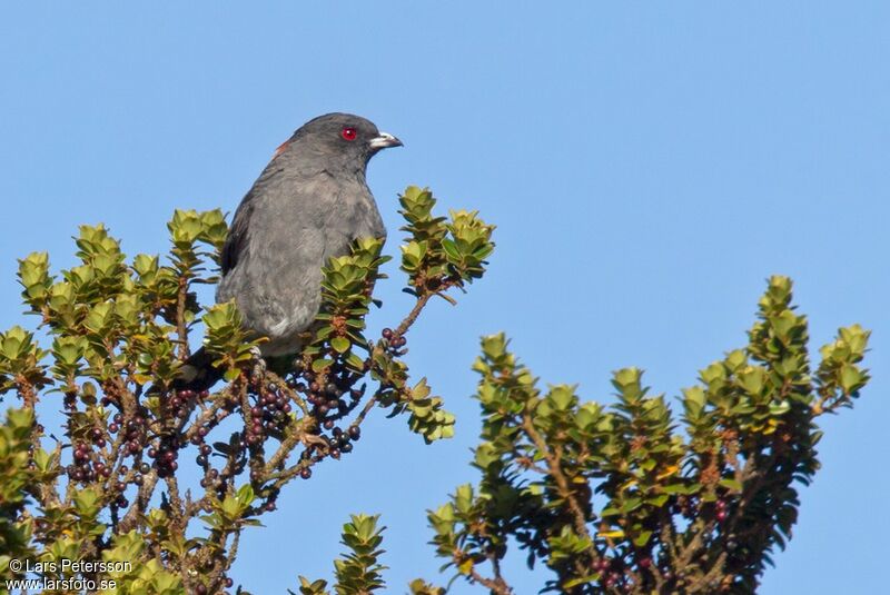 Cotinga à huppe rouge