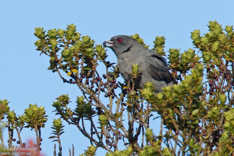 Cotinga à huppe rouge