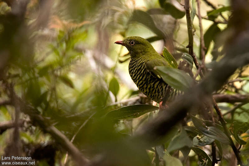 Cotinga barré femelle adulte, identification