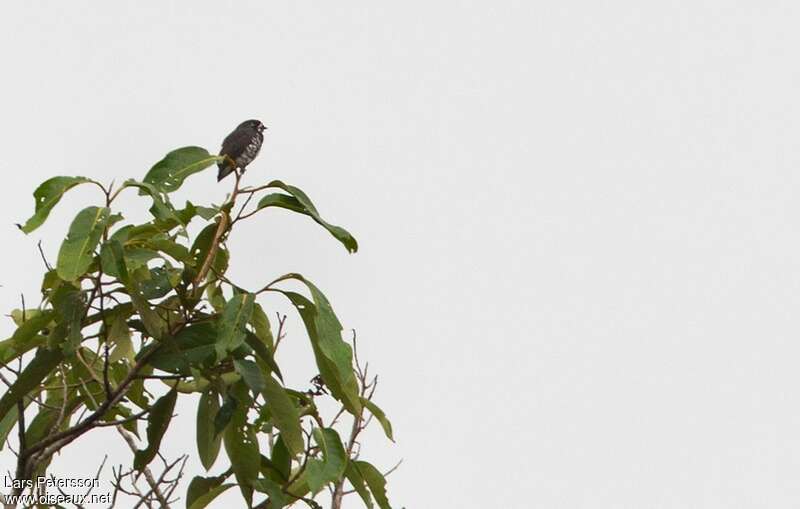 Cotinga d'Isabelle, habitat