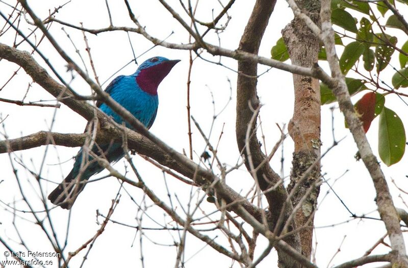 Spangled Cotinga