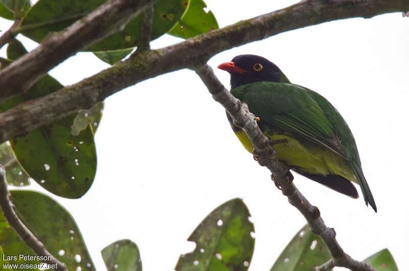 Cotinga de Lubomirsk mâle adulte