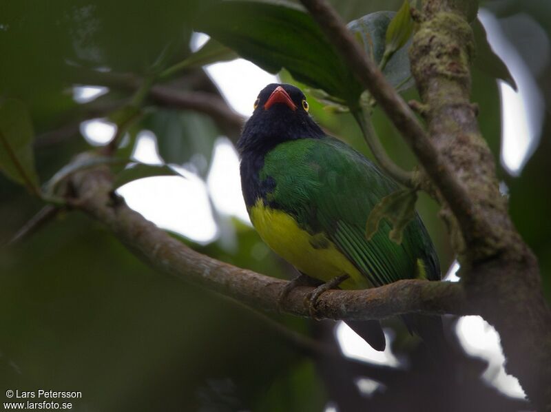 Cotinga de Lubomirsk