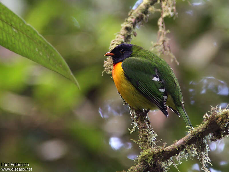 Handsome Fruiteater male adult, identification