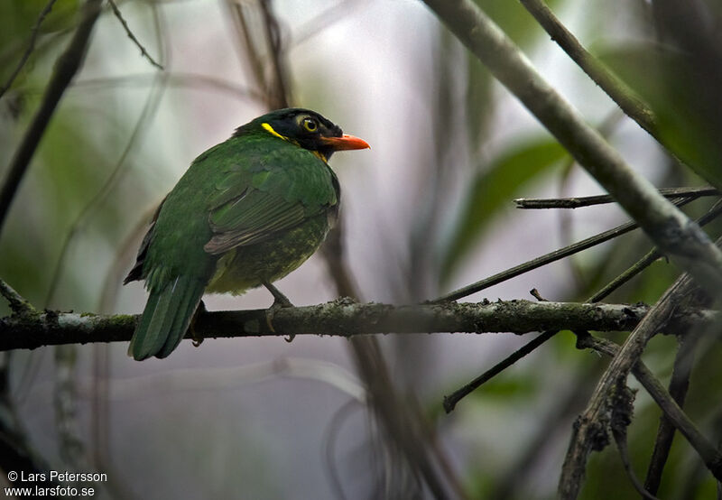 Cotinga masqué