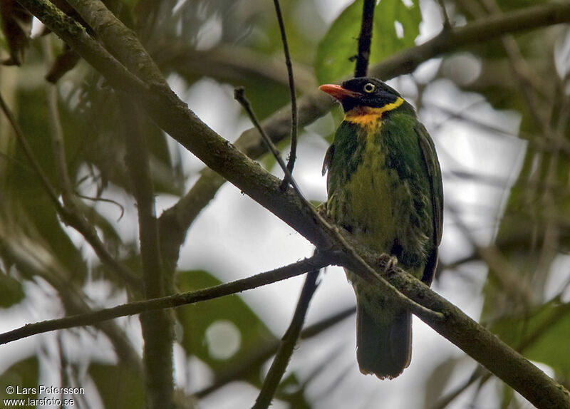 Cotinga masqué