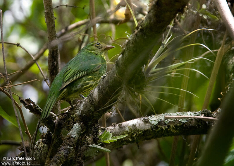 Cotinga masqué