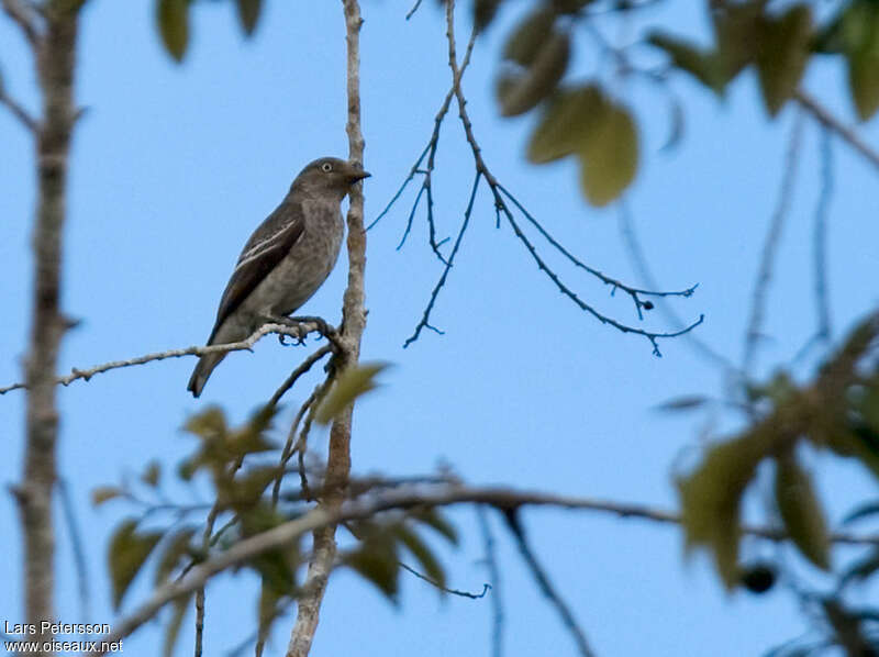 White-winged Cotinga female adult, identification