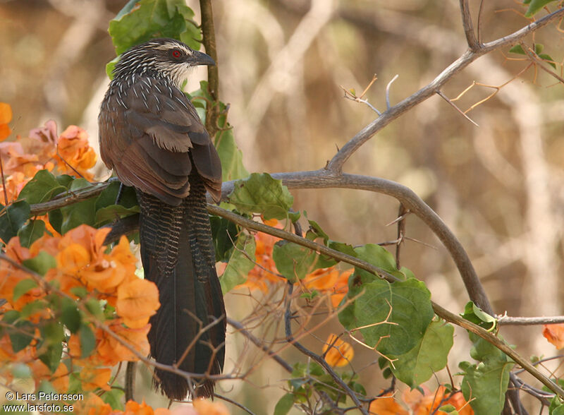 Coucal à sourcils blancs