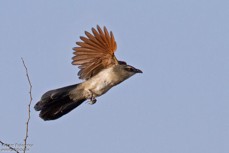 Coucal à sourcils blancs