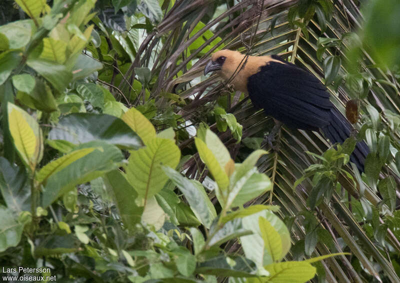 Buff-headed Coucal