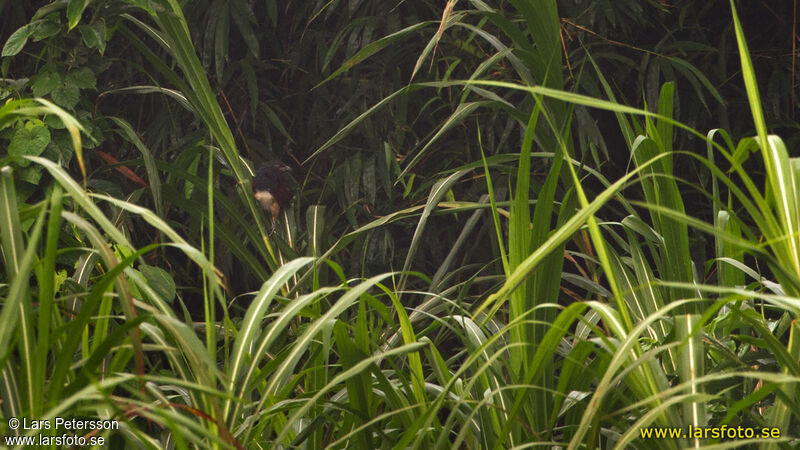 Black-throated Coucal