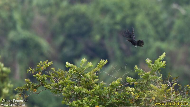 Coucal de Bernstein