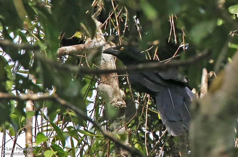 Coucal de Biak