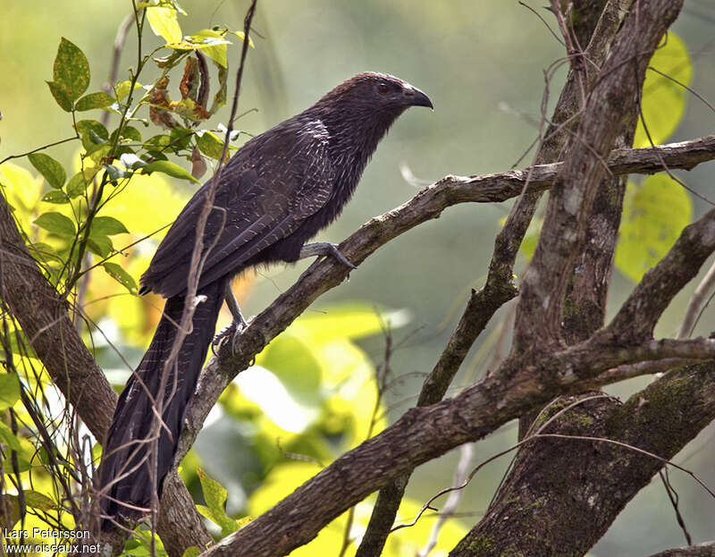 Pheasant Coucaladult, identification