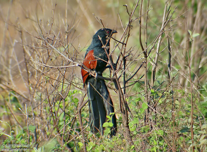 Coucal toulou