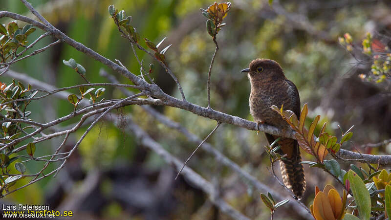 Fan-tailed Cuckoojuvenile, identification