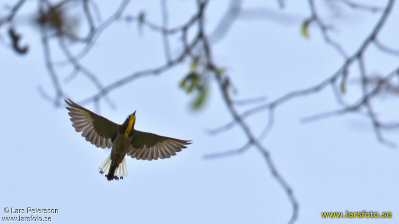 Yellow-throated Cuckoo