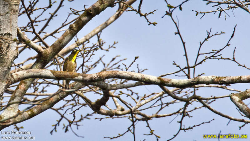 Yellow-throated Cuckoo