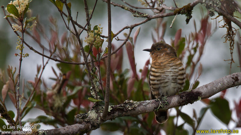 Rufous-throated Bronze Cuckoo