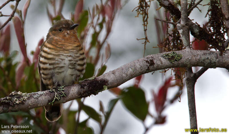 Rufous-throated Bronze Cuckooadult