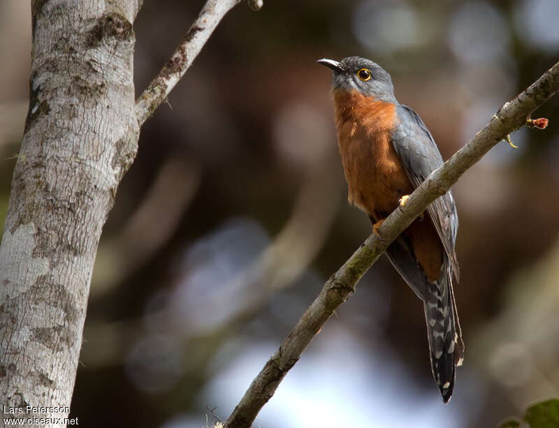 Chestnut-breasted Cuckooadult, identification