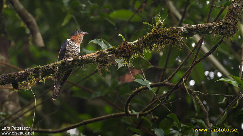 Black Cuckooadult, identification