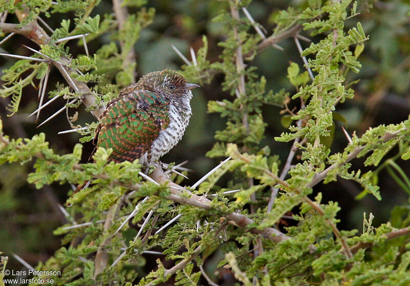 Klaas's Cuckoo