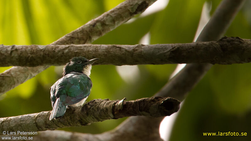 Klaas's Cuckoo