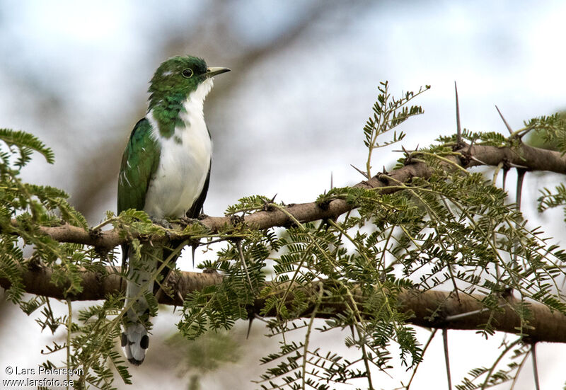 Klaas's Cuckoo