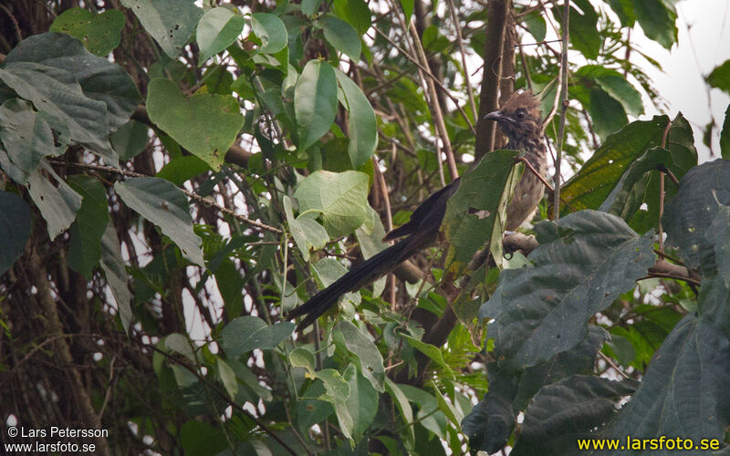 Levaillant's Cuckoo