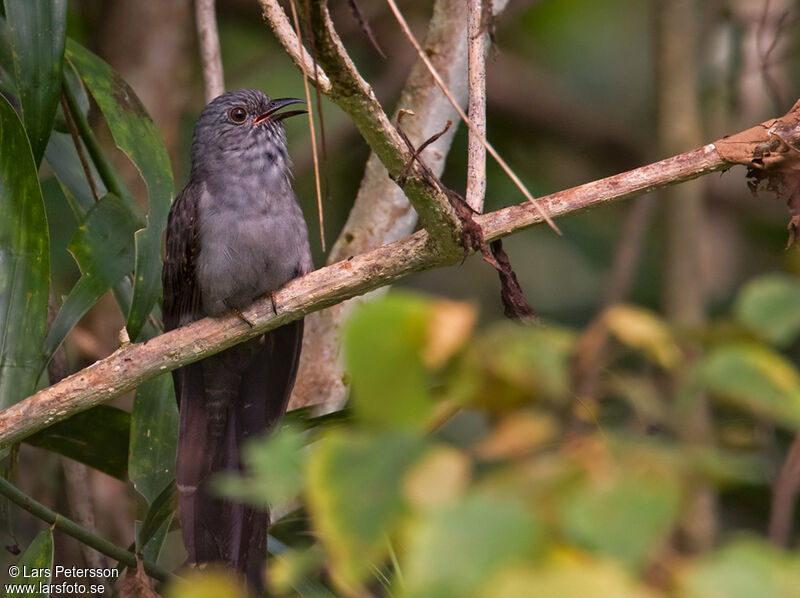 Sahul Brush Cuckoo