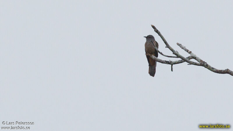 Brush Cuckoo