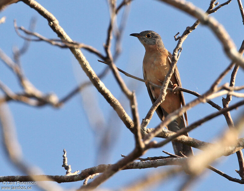 Sahul Brush Cuckoo