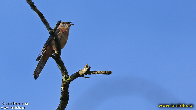 Brush Cuckoo