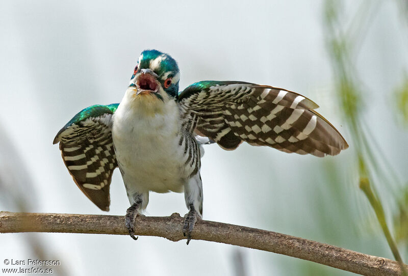 Diederik Cuckoo