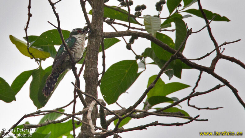 Diederik Cuckoo