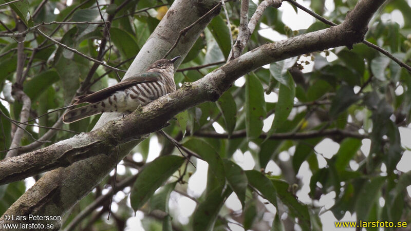 Shining Bronze Cuckoo