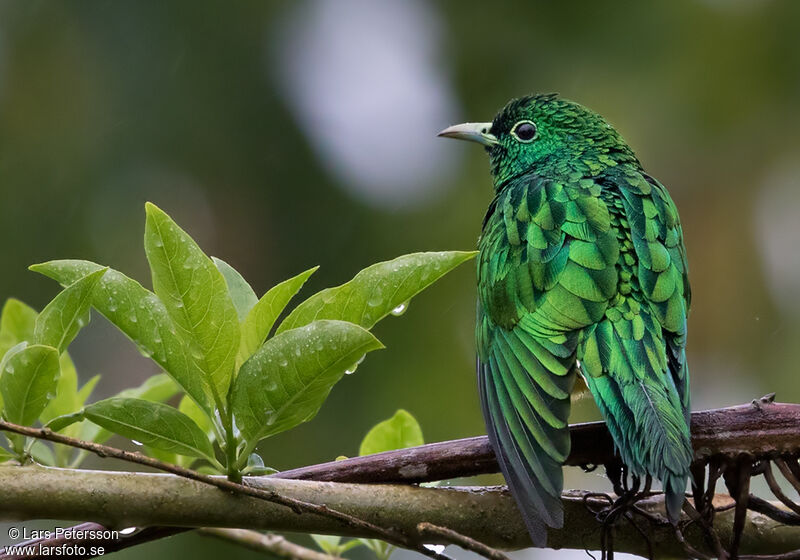 African Emerald Cuckoo