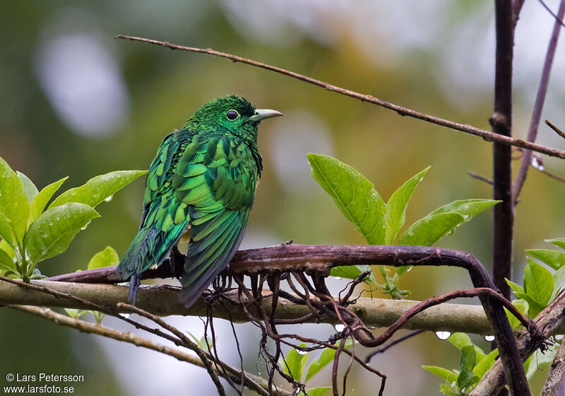 African Emerald Cuckoo