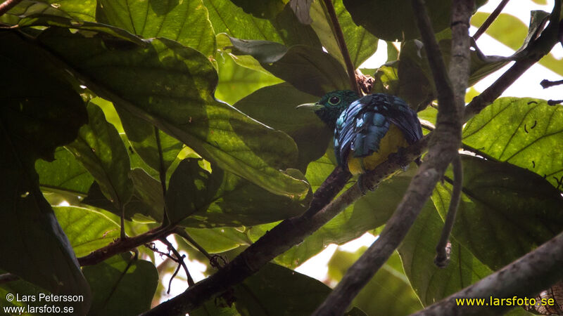 Coucou foliotocol