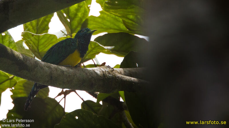 African Emerald Cuckoo