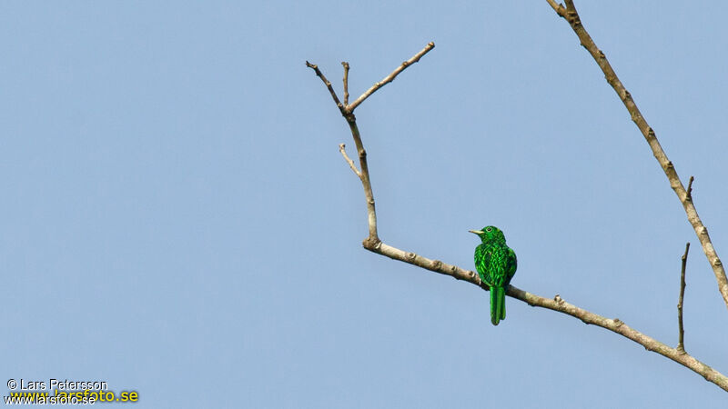 African Emerald Cuckoo