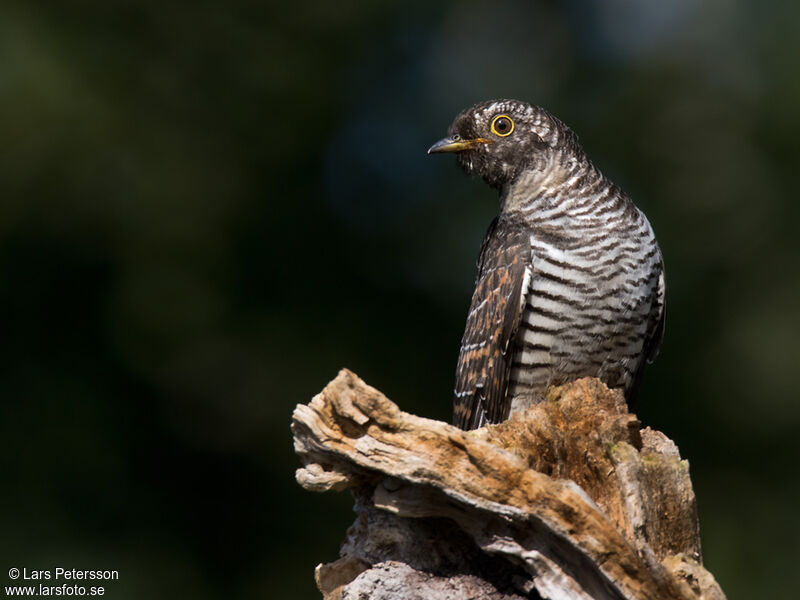 Common Cuckoo