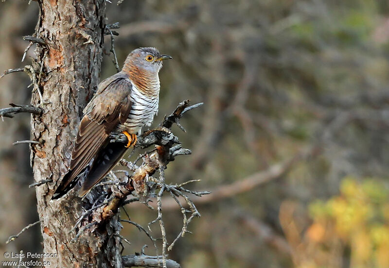 Common Cuckoo