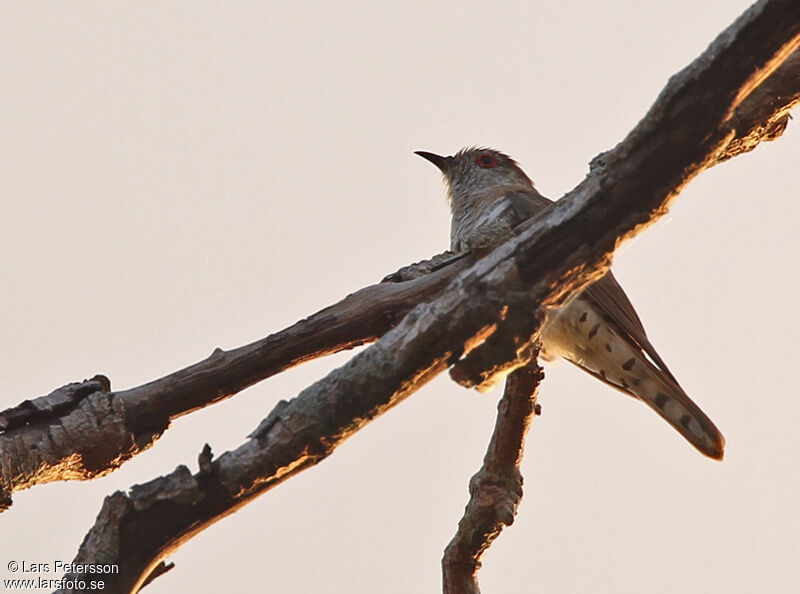 Little Bronze Cuckoo