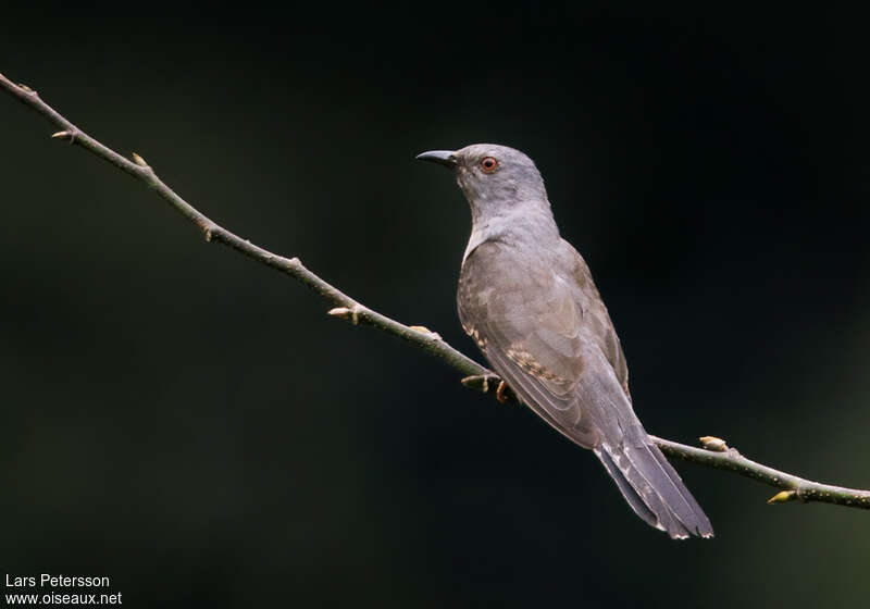 Plaintive Cuckooadult