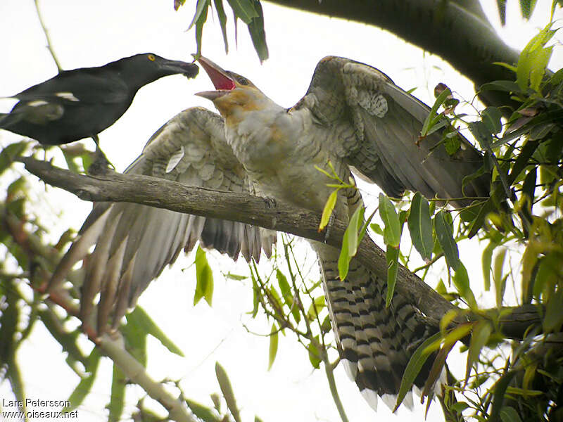 Channel-billed Cuckoojuvenile, parasitic reprod.